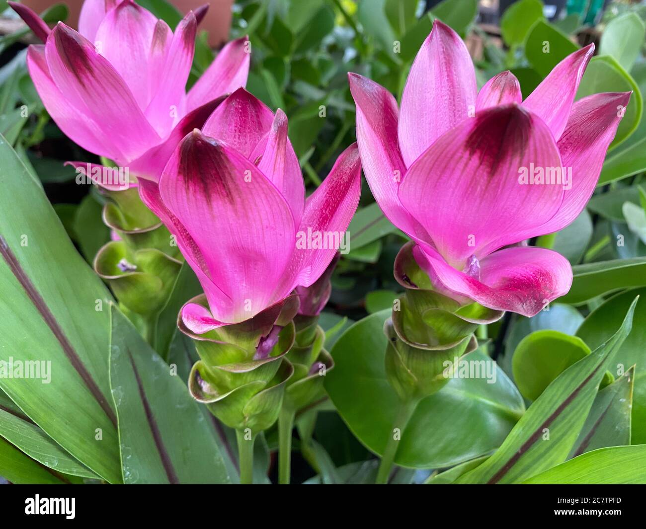 Curcuma flowers fotografías e imágenes de alta resolución - Alamy