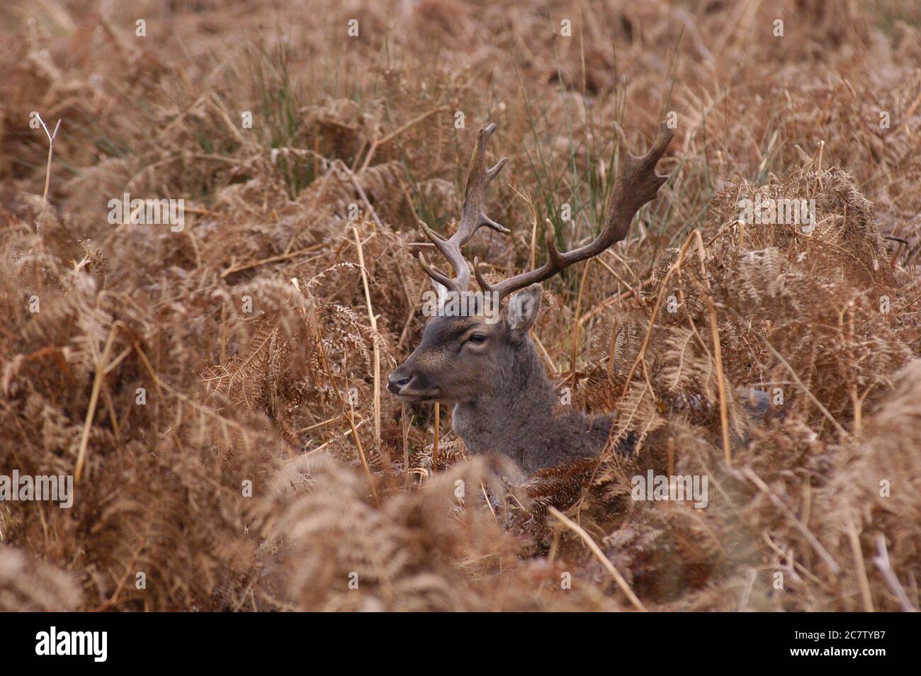 Deer Richmond Park Surrey Reino Unido Foto de stock