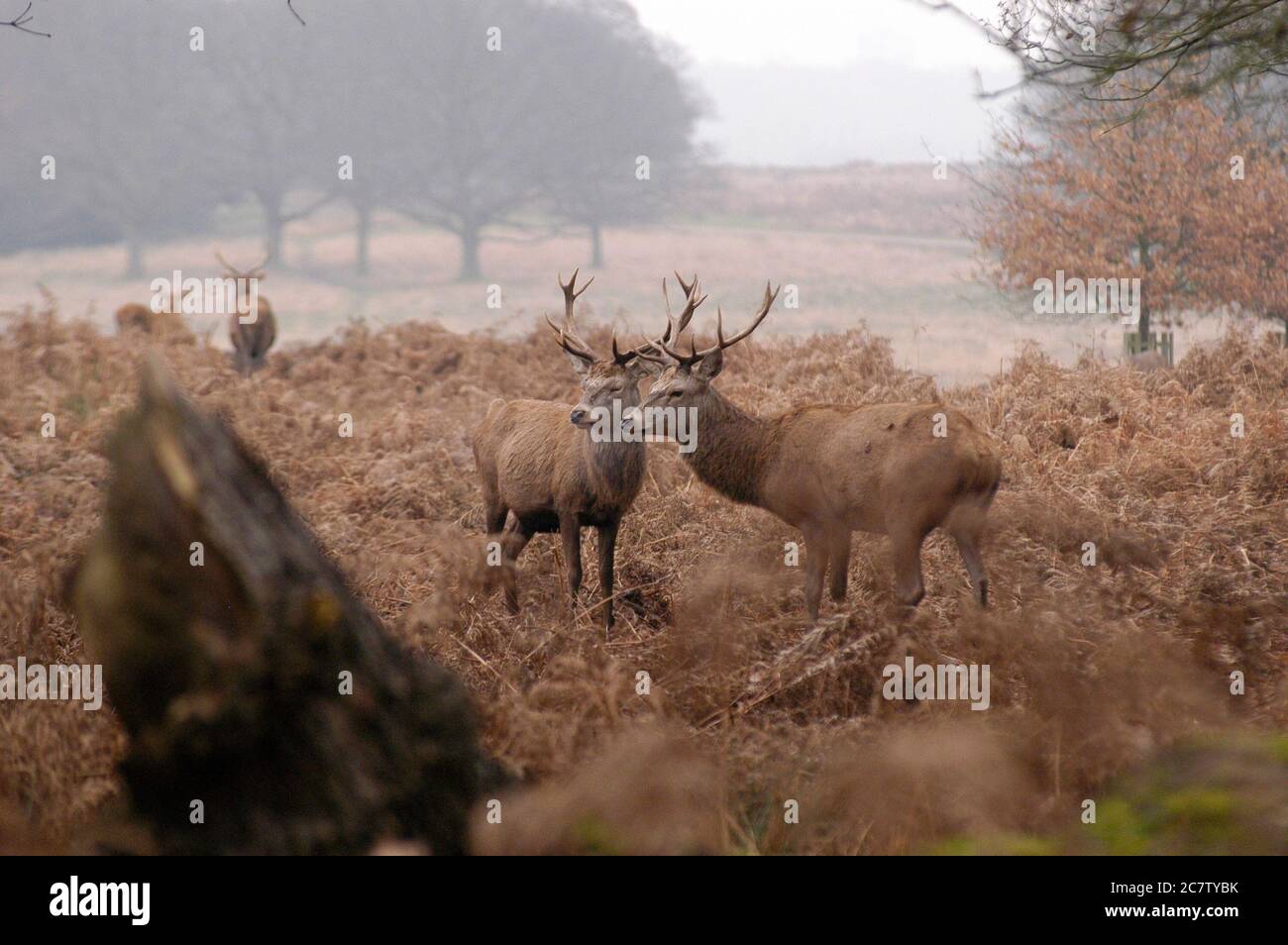 Deer Richmond Park Surrey Reino Unido Foto de stock