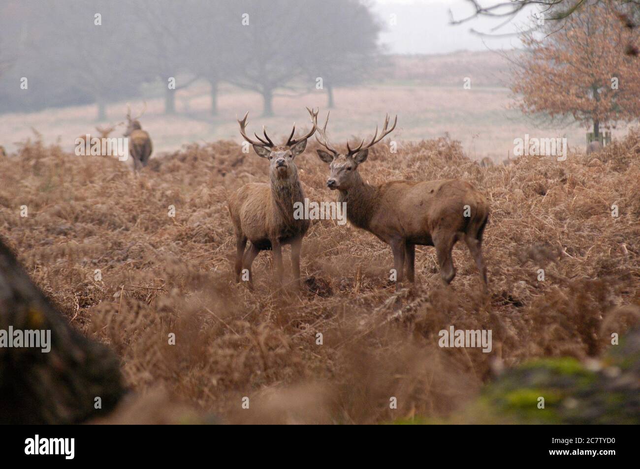 Deer Richmond Park Surrey Reino Unido Foto de stock