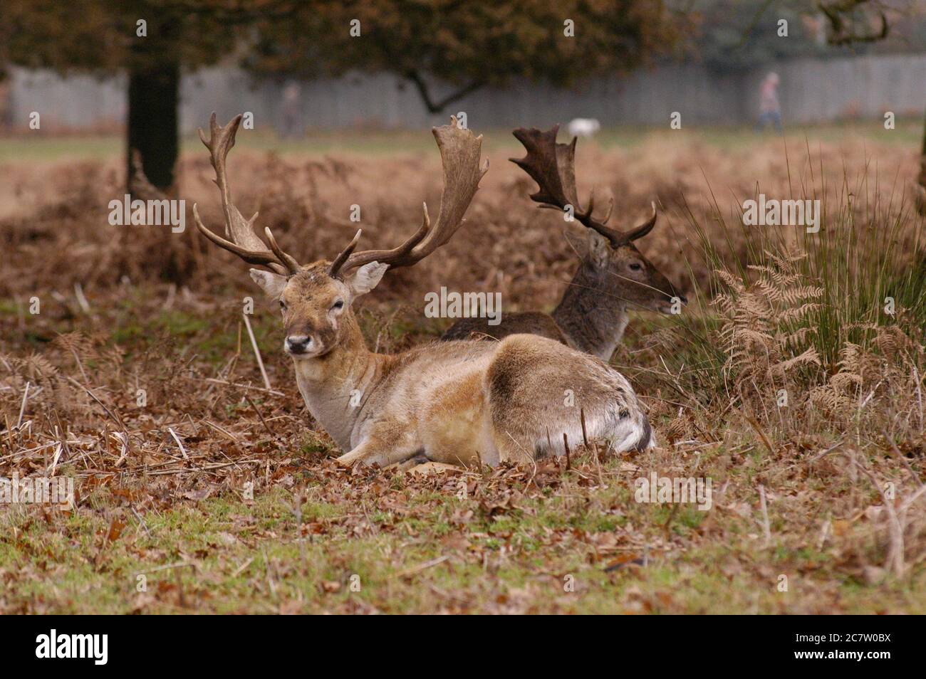 Deer Richmond Park Surrey Reino Unido Foto de stock