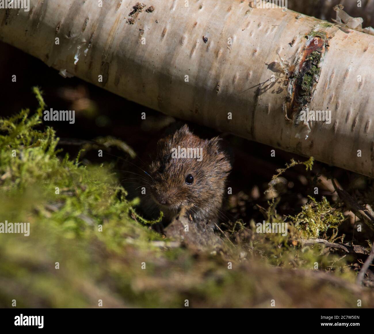 Bank Vole (Clothrionomys glareolus) en un bosque de abedul plateado en el Reino Unido. Foto de stock