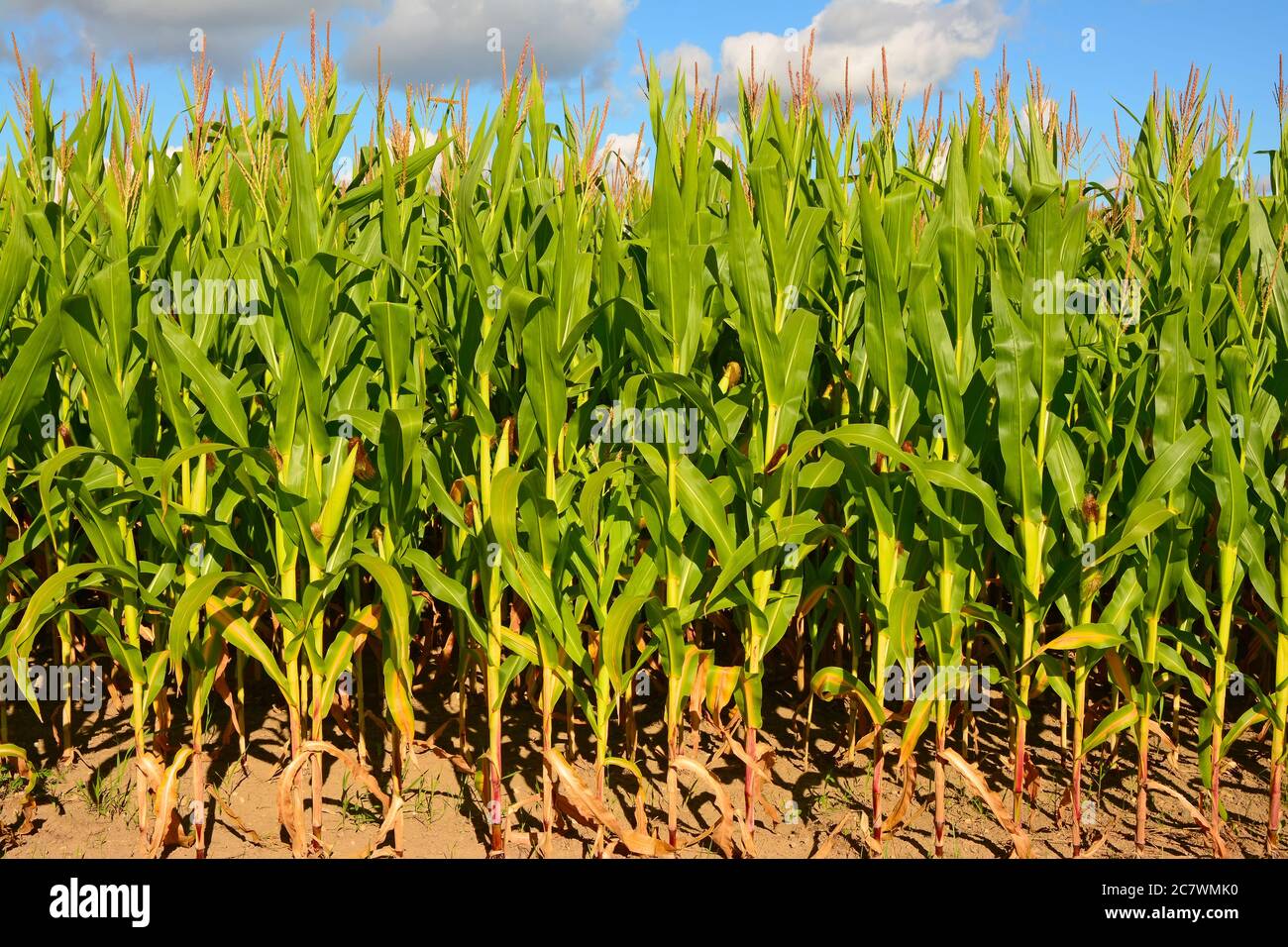 Campo de maíz, Norteamérica Foto de stock