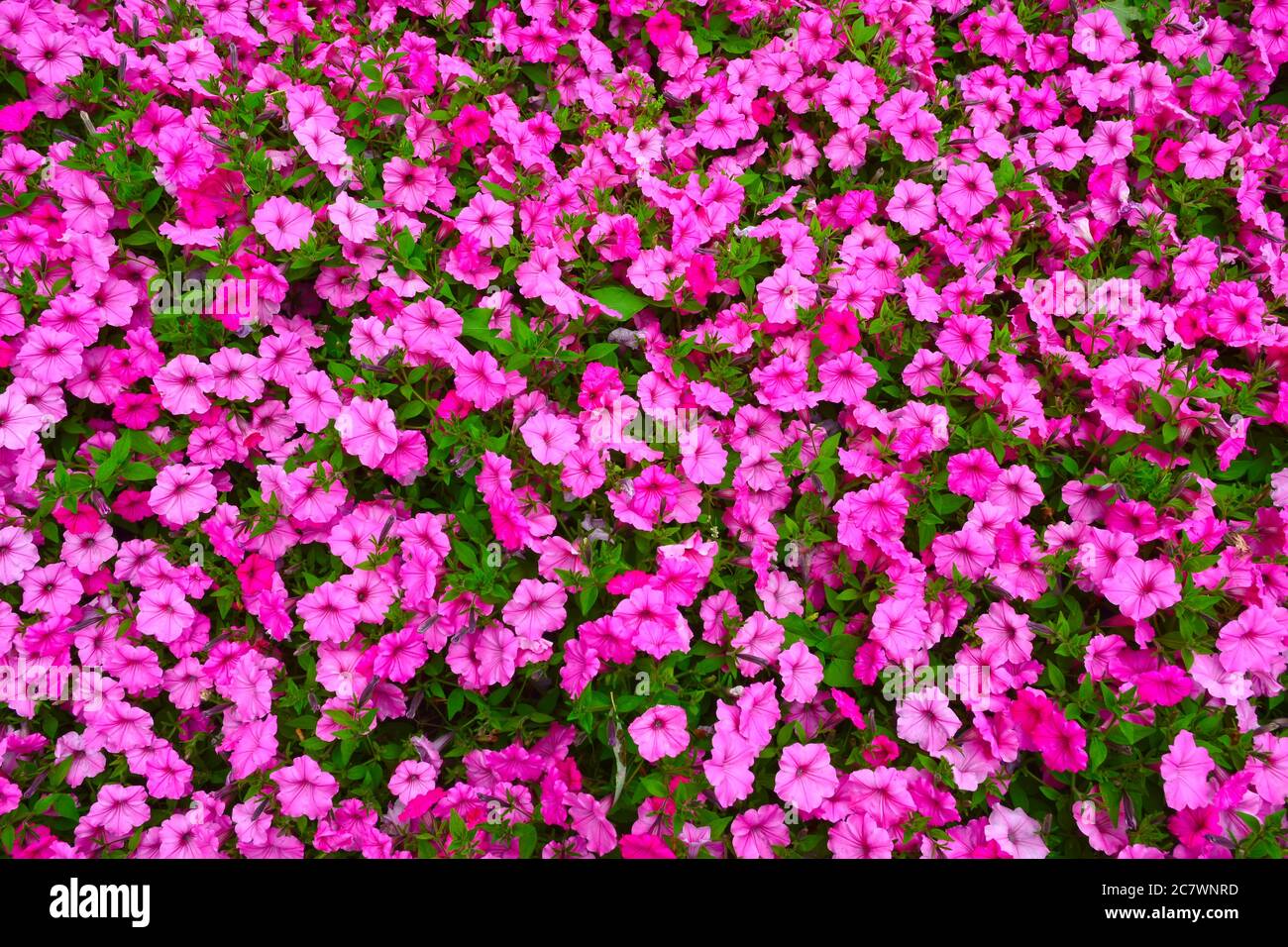 Cama de flores con flores de color rosa Petunia Foto de stock