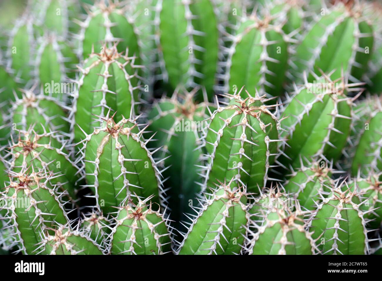 Cactus verdes con agujas grandes. Jardín de cactus, fondo natural Foto de stock