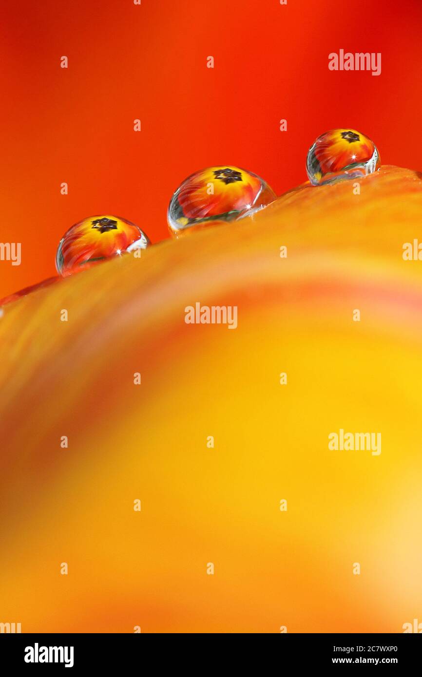 Gotas de agua sentadas en un pétalo de tulipa naranja y amarillo con el centro del tulipa refractado en las gotitas. Una obra de arte abstracta. Foto de stock