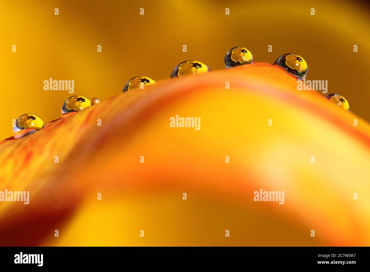 Gotas de agua sentadas en un pétalo de tulipa naranja y amarillo con el centro del tulipa refractado en las gotitas. Una obra de arte abstracta. Foto de stock