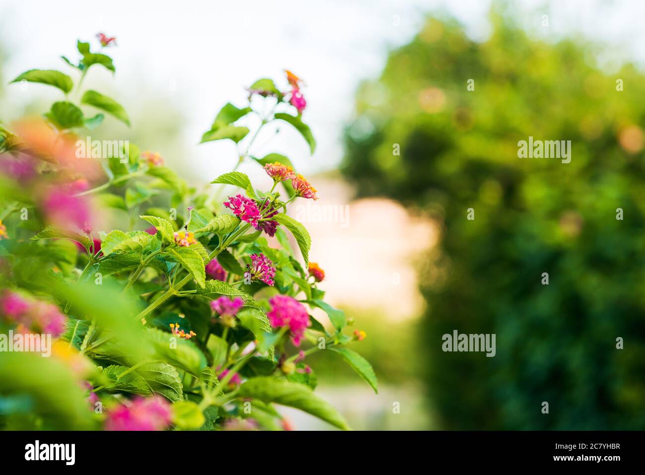 Flor Mediterránea. Vista de primer plano con fondo difuminado. Superficie de color verde brillante. Foto de stock