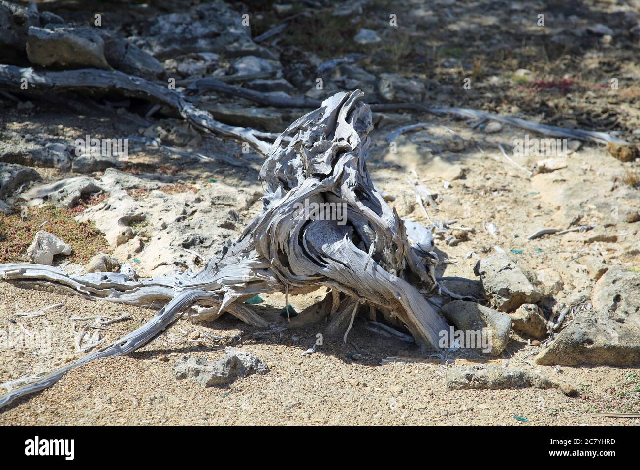 Árbol de Divi-Divi muerto en Bonaire, ABC-Insel, Karibik Foto de stock