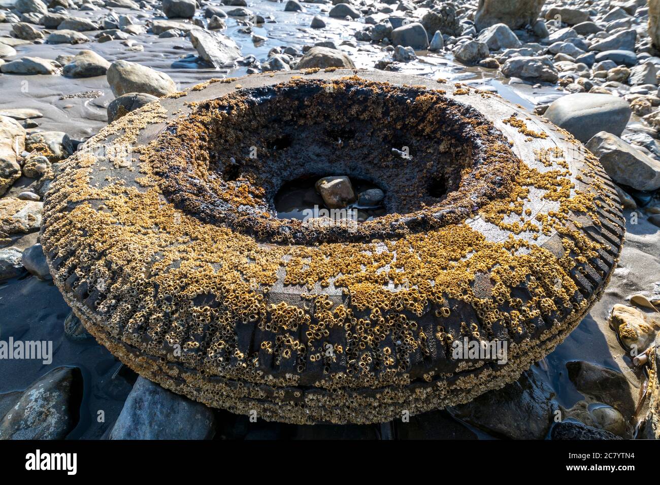 Acorn Barnacles Semi balanus balanoides o Chthamalus stellatus en una rueda y neumático descartados Foto de stock