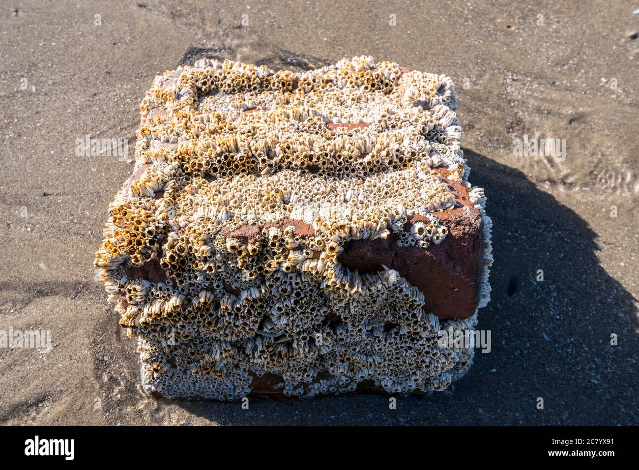 Acorn Barnacles Semi balanus balanoides o Chthamalus stellatus sobre el viejo ladrillo rojo descartado Foto de stock