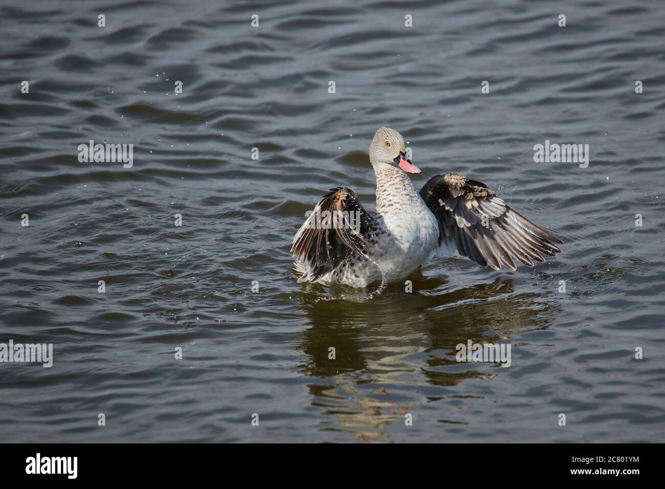 Cabo teal (Anas capensis) de pie cerca del agua. Las tetas son patos que se ensombrean y filtran el agua a través de sus cuentas para alimentarse de la materia vegetal y animal. Fot Foto de stock