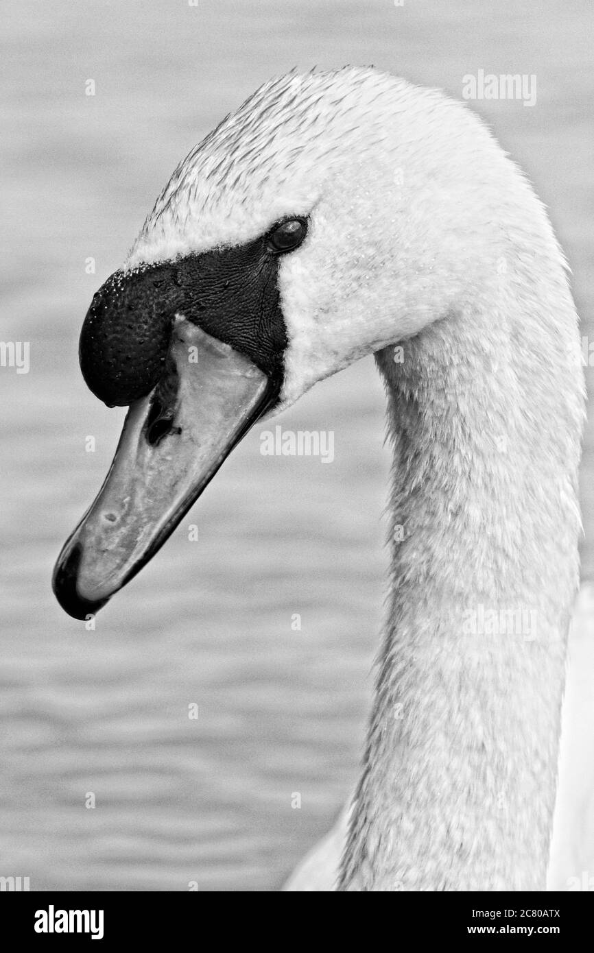 Un retrato de cabeza y cuello de un cisne mudo (Cygnus olor) situado sobre un fondo de agua en blanco y negro. Foto de stock