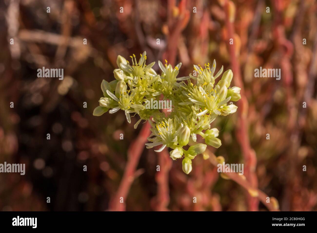 Petrosedum sediforme, Planta Pale Stonecrop en Flor Foto de stock