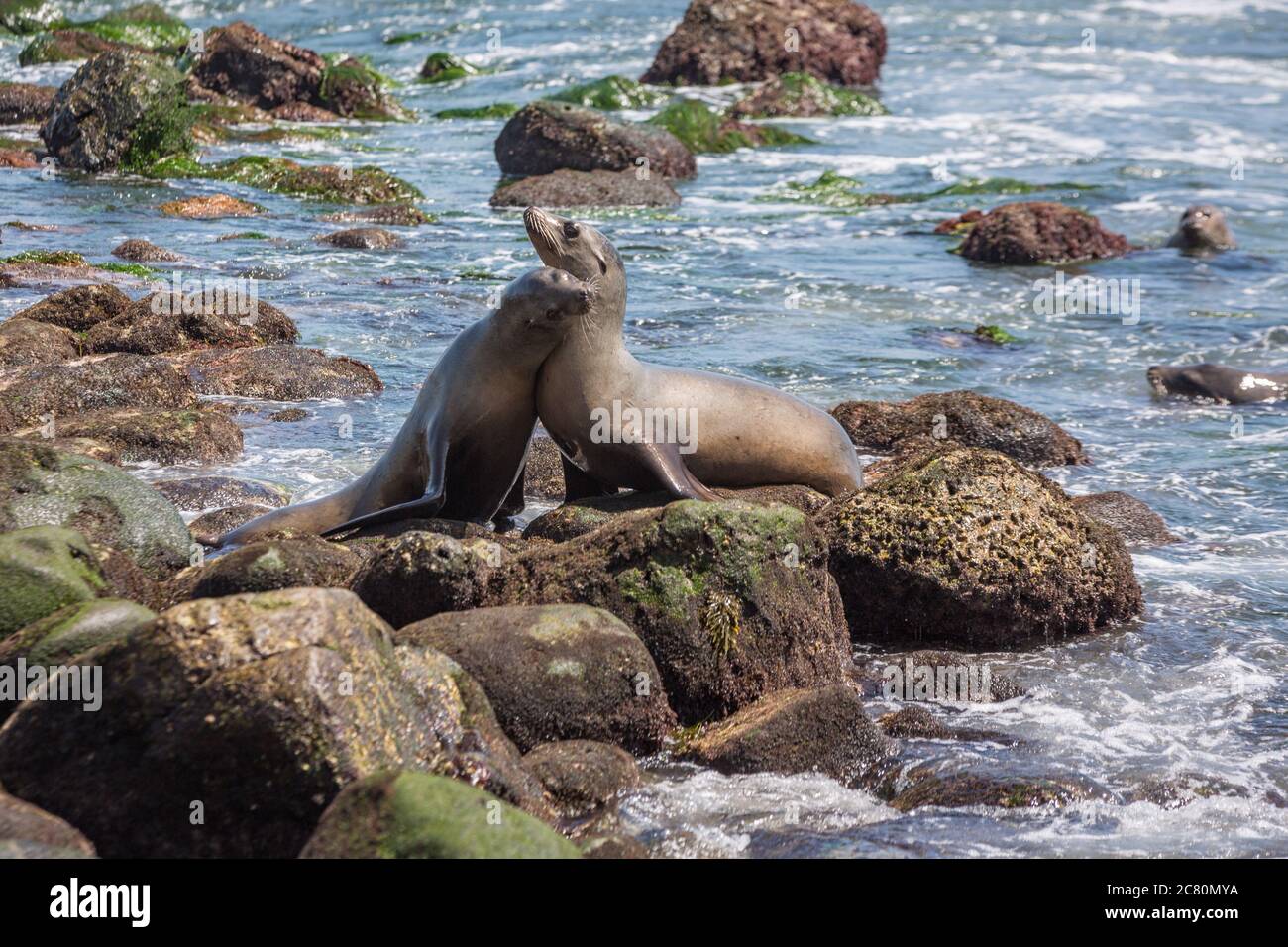Dos de los Leones marinos de California se broncean en las rocas en la Jolla Cove en la Jolla, San Diego, EE.UU. En verano Foto de stock