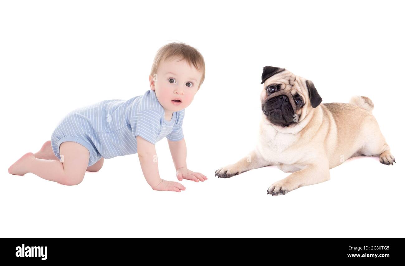 Divertido Bebe Nino Nino Pequeno Y Perro De Pug Tumbado Aislado Sobre Fondo Blanco Fotografia De Stock Alamy