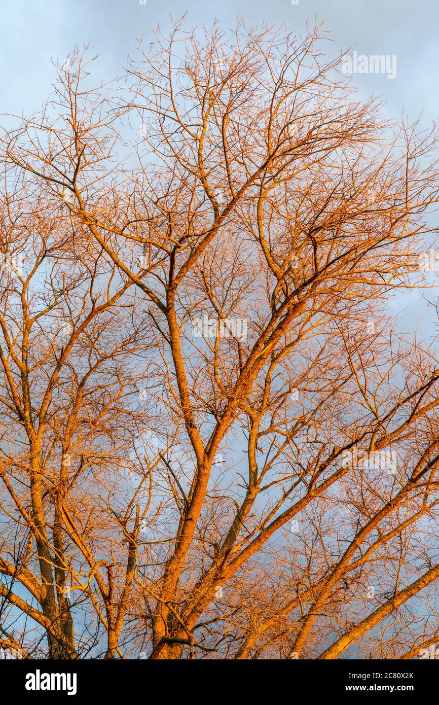 Gran árbol de álamo gris en invierno con ramas oso de cualquier hoja