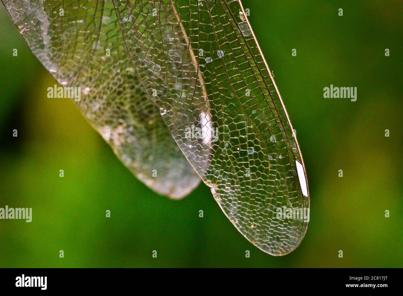 Las frágiles y transparentes alas iridiscentes de una mosca de dragón, un tubo de burbuja Foto de stock