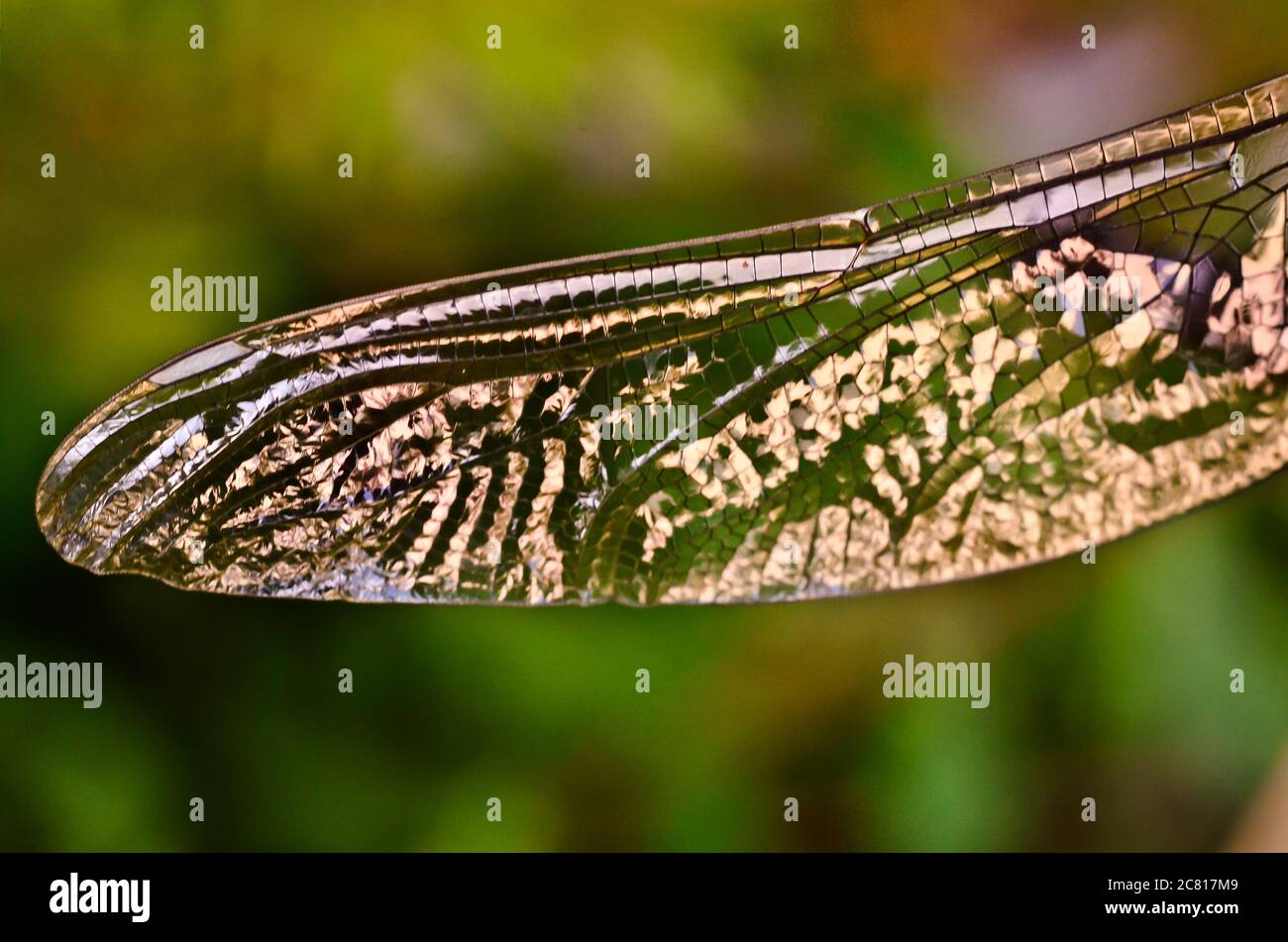 Las frágiles y transparentes alas iridiscentes de una mosca de dragón, un tubo de burbuja Foto de stock