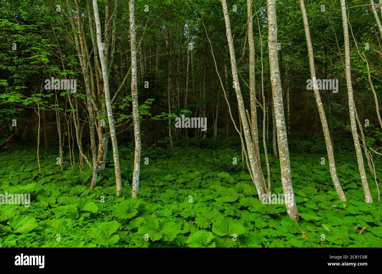 Mountain Forest Wilderness con verdes prados y el subcrecimiento en un valle alpino Foto de stock