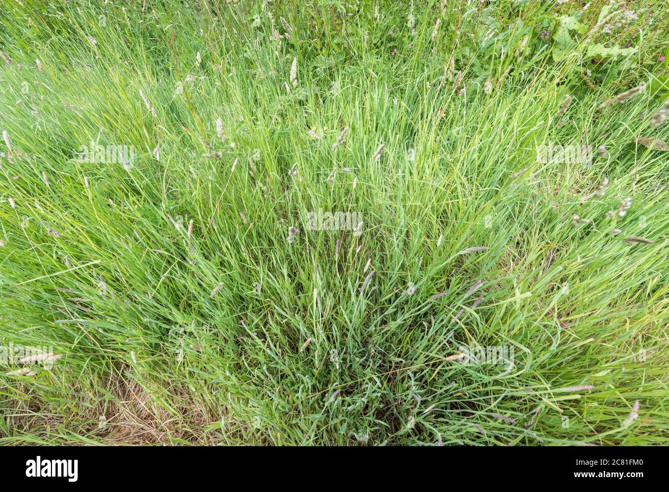 Tiro angular de un tuft de hierba grande / larga en un borde de hierba de camino rural, enfatizando la profundidad. Metáfora sobrecultivada, escondiéndose entre las malas hierbas. Foto de stock