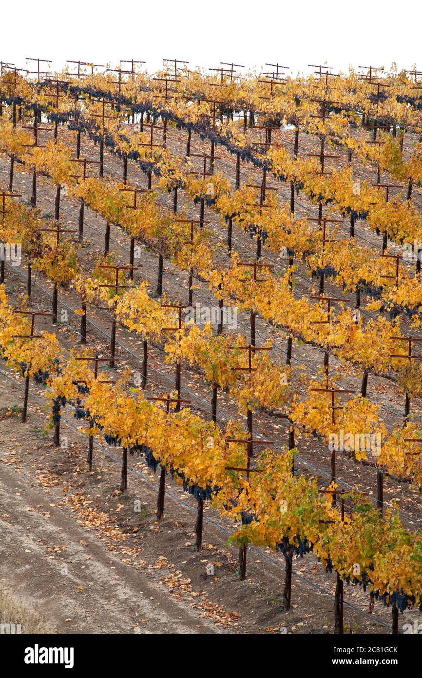 Filas paralelas de vides en una colina en colores otoñales en el país del vino Paso Robles Foto de stock