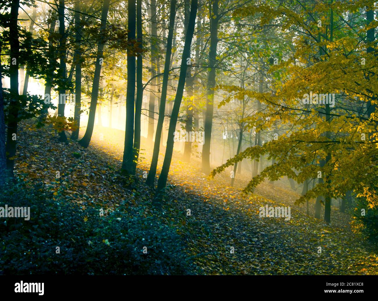 bosque con una luz divina mística Foto de stock