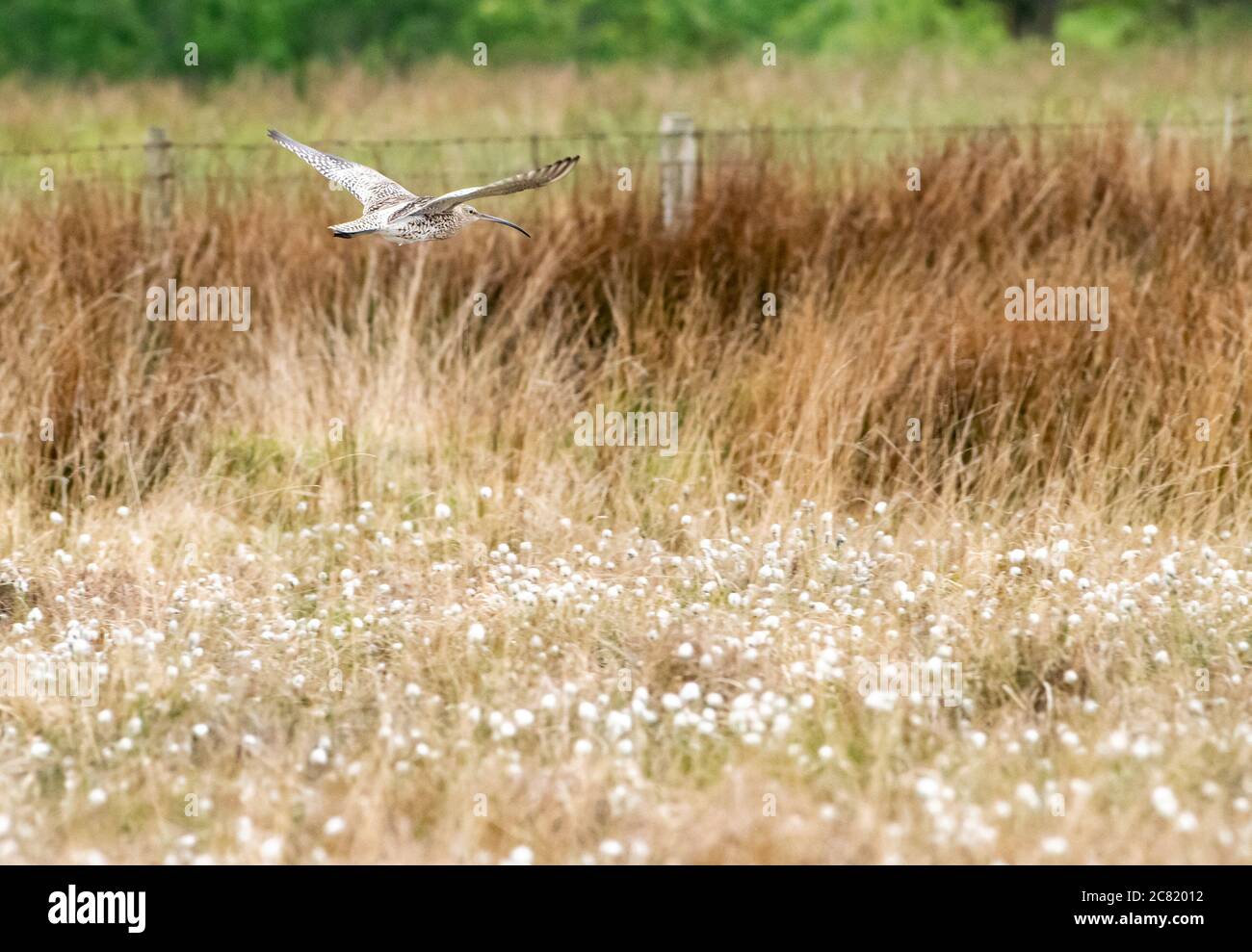Un Curlew volando sobre el algodón en Ginny Hey, Chipping, Preston, Lancashire, Reino Unido Foto de stock