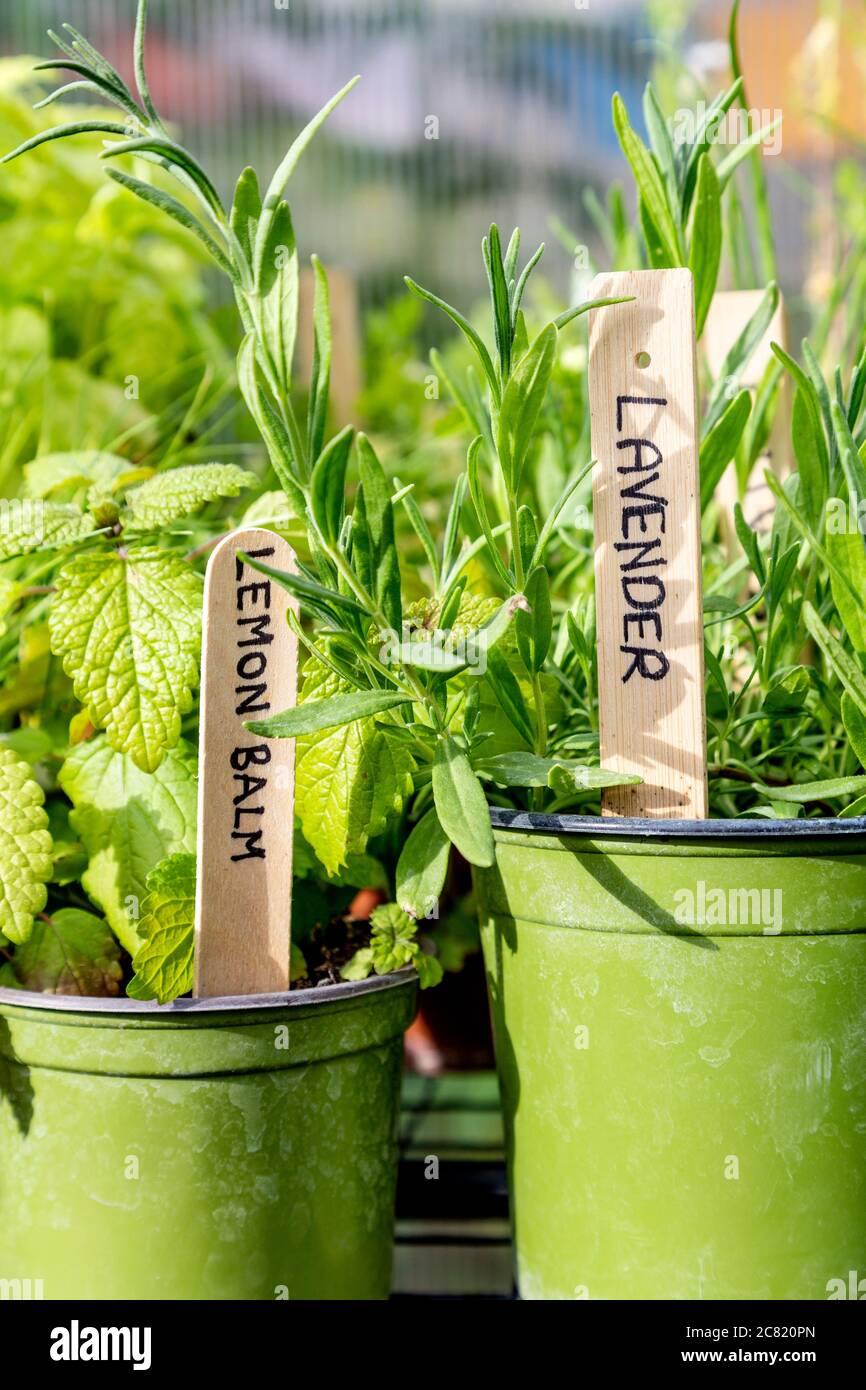 Jardín de hierbas, potes verdes con lavanda y bálsamo de limón en una asignación Foto de stock