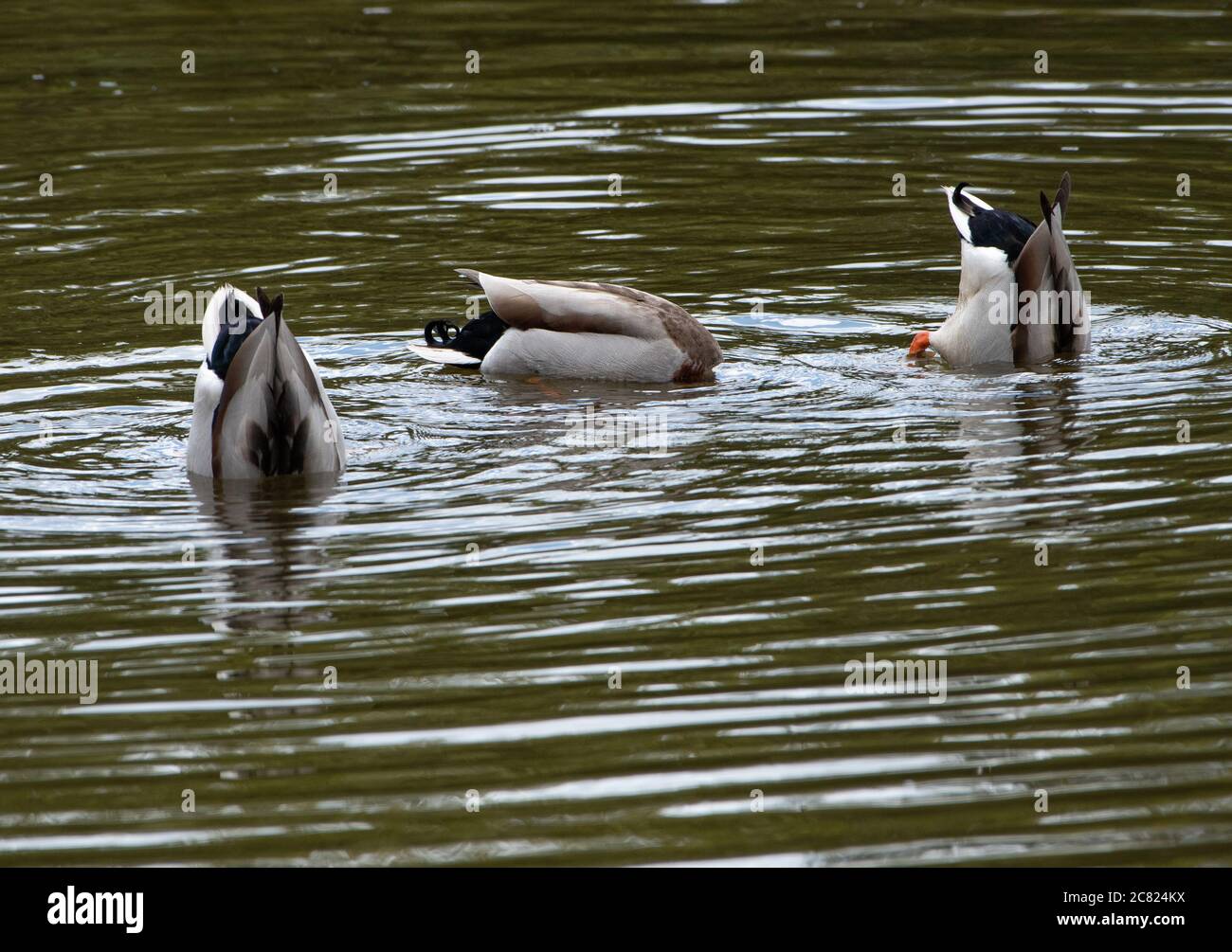 Tres patos mallard macho buceando para comer en un estanque, Chipping, Preston, Lancashire, Inglaterra, Reino Unido. Foto de stock