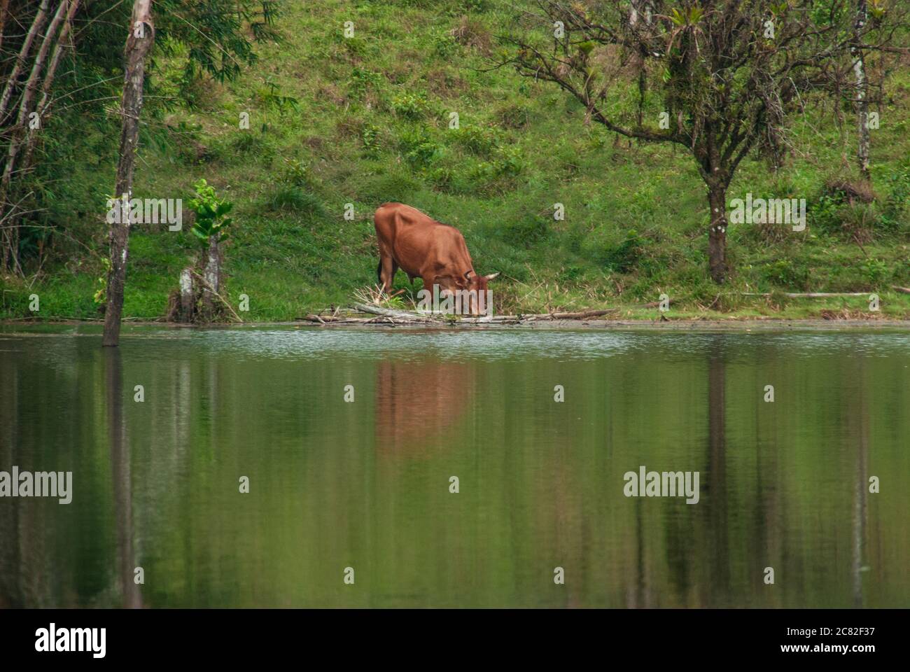 La vaca bebe agua de un río en Costa Rica Foto de stock