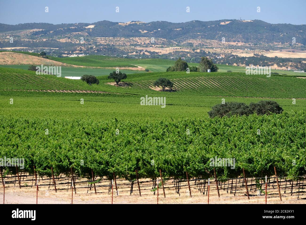 Colinas onduladas cubiertas de viñedos en la región vinícola Paso Robles de California Central Foto de stock