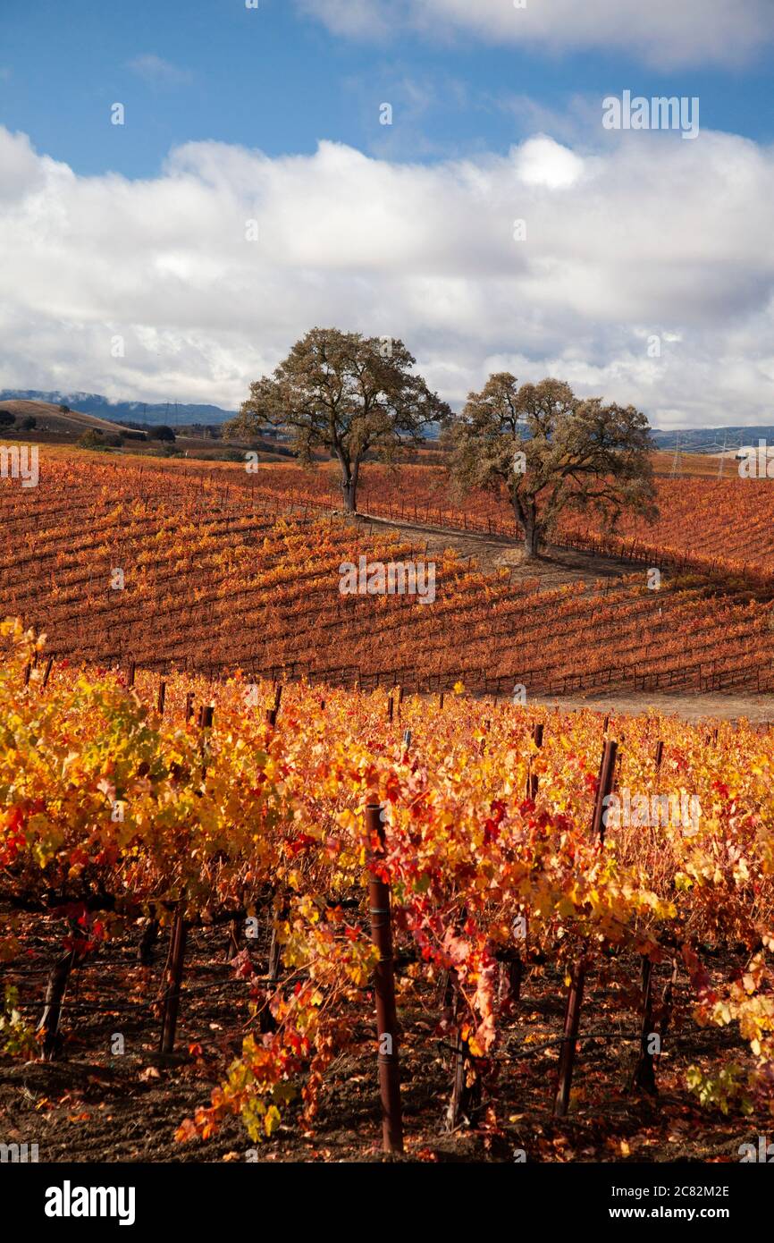 Hermosos colores de otoño en los viñedos entre los robles en el país del vino Paso Robles, California Foto de stock