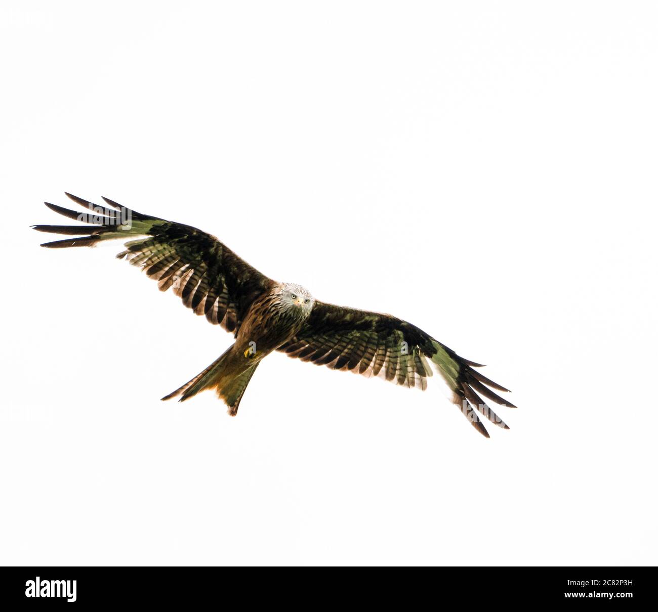 Kite rojo (milvus milvus), pájaro de presa, volando contra un cielo blanco, Reino Unido Foto de stock