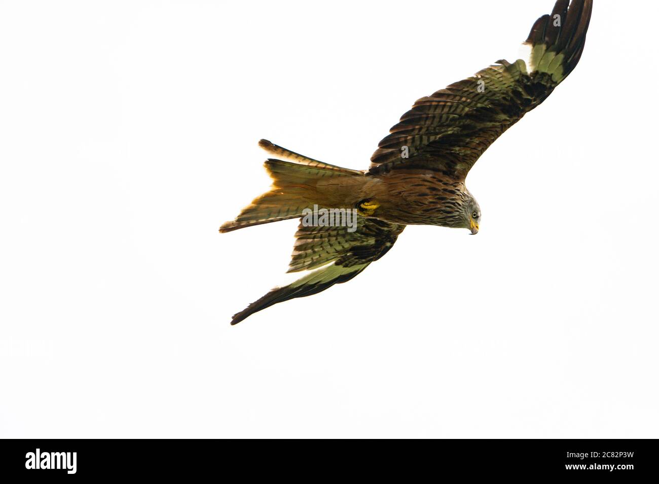 Kite rojo (milvus milvus), pájaro de presa, volando contra un cielo blanco, Reino Unido Foto de stock