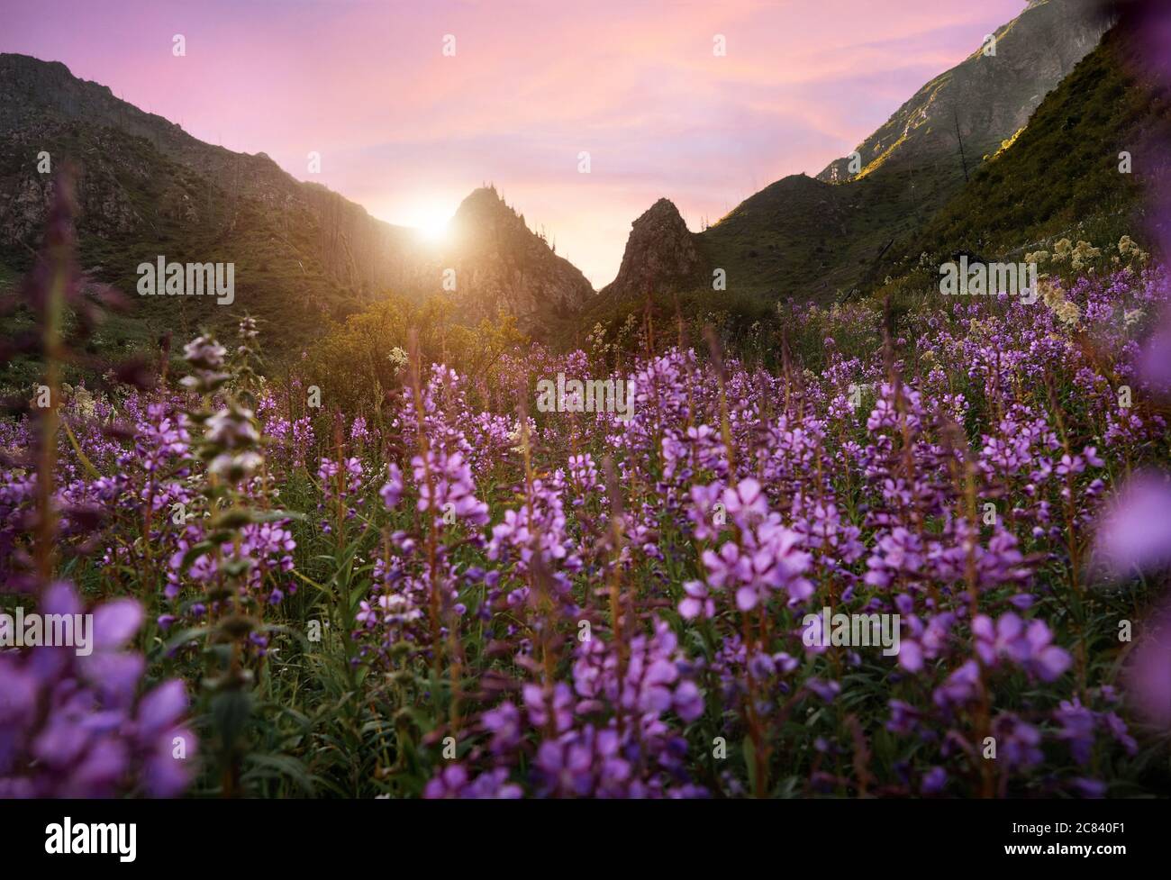 Hermoso paisaje del valle de montaña y prado alpino con flores de color púrpura en primer plano. Concepto de senderismo y al aire libre Foto de stock
