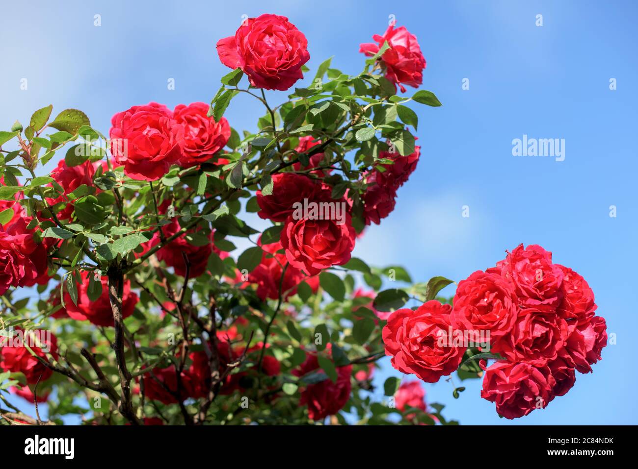 Hermosas flores de rosas rojas fotografías e imágenes de alta resolución - Página 6 - Alamy Hermosas flores de rosas rojas fotografías e imágenes de alta resolución - Página 6 - Alamy