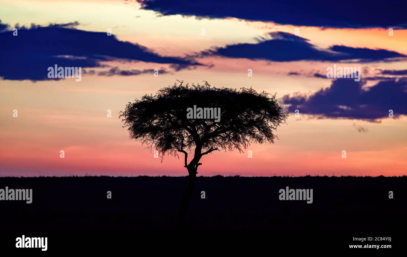 Un solo árbol de acacia al amanecer en el Masai Mara, Kenia. Silueta contra el cielo colorido. Foto de stock