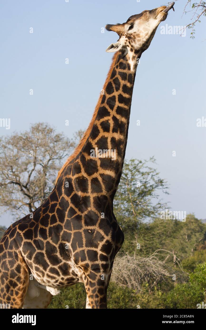 Jirafa macho de color oscuro (Giraffa camelopardalis) pegando la lengua para comer hojas de árbol en el Parque Nacional Kruger Sudáfrica Foto de stock