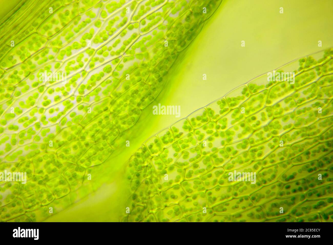 Vista microscópica del musgo. Iluminación de campo claro. Foto de stock