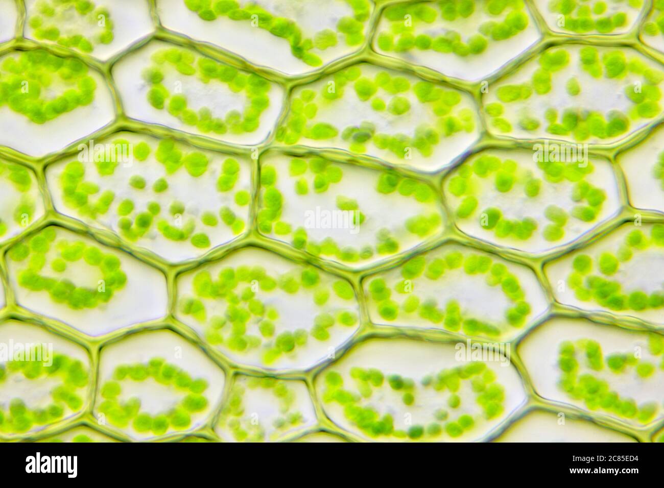 Vista microscópica de la hoja de musgo (Plagiomnio affine). Iluminación de campo claro. Foto de stock