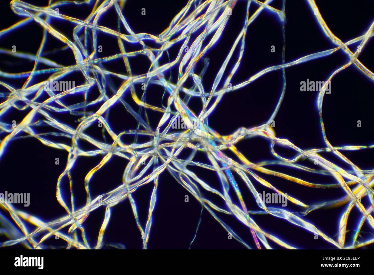 Vista microscópica de fibras de algodón. Luz polarizada, polarizadores cruzados. Foto de stock