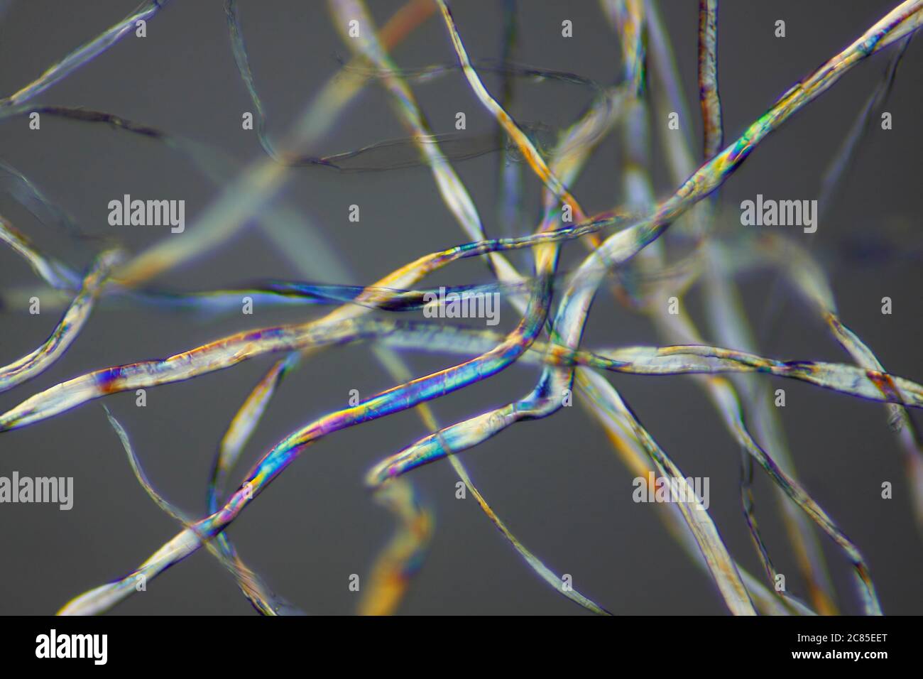 Vista microscópica de fibras de algodón. Luz polarizada, polarizadores parcialmente cruzados. Foto de stock