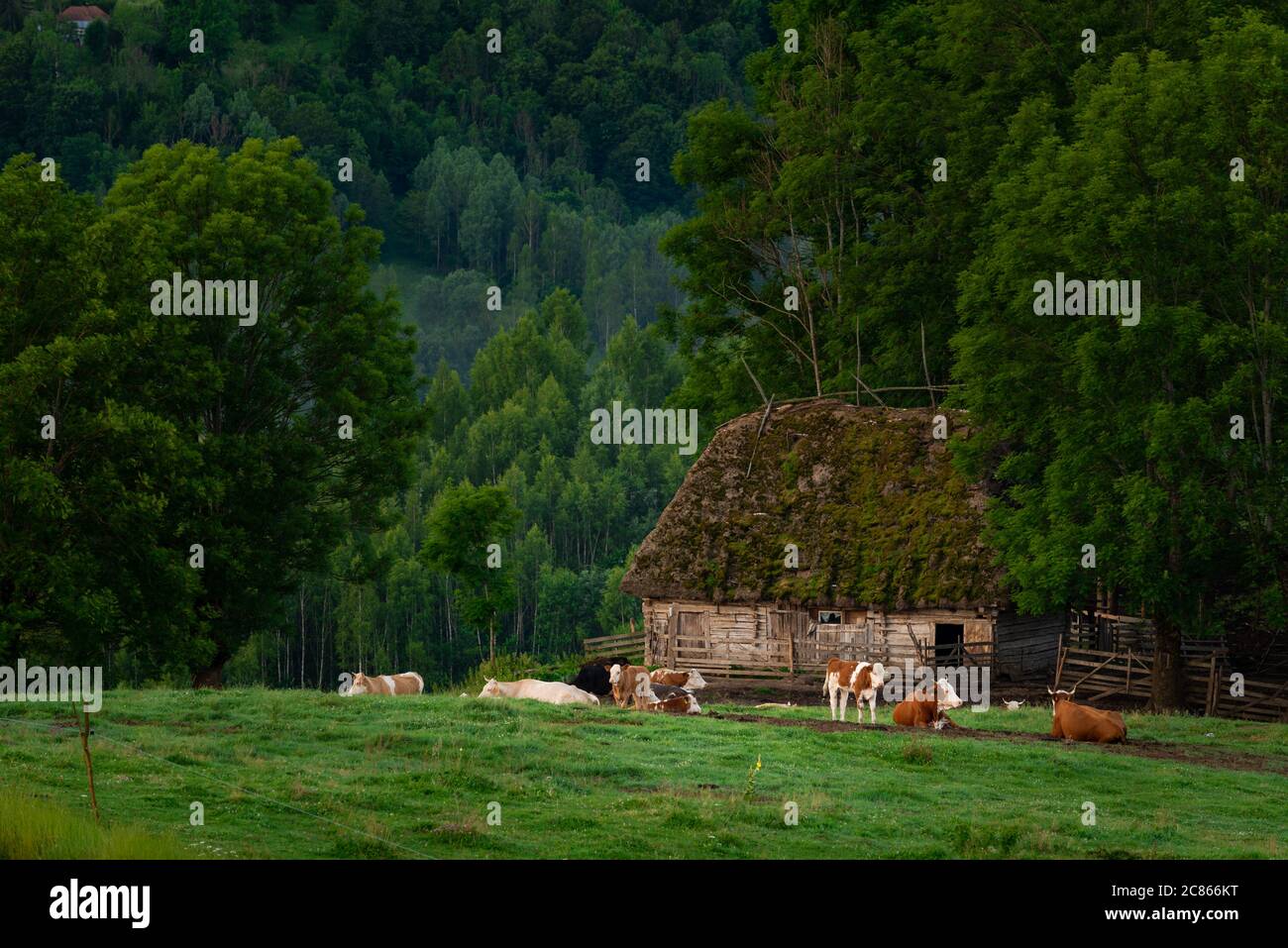 Tradicional casa de campo pintoresco granero con algunas vacas sentado frente a ella en un hermoso paisaje n Dumesti, Salciua de sus, Alba County, ro Foto de stock