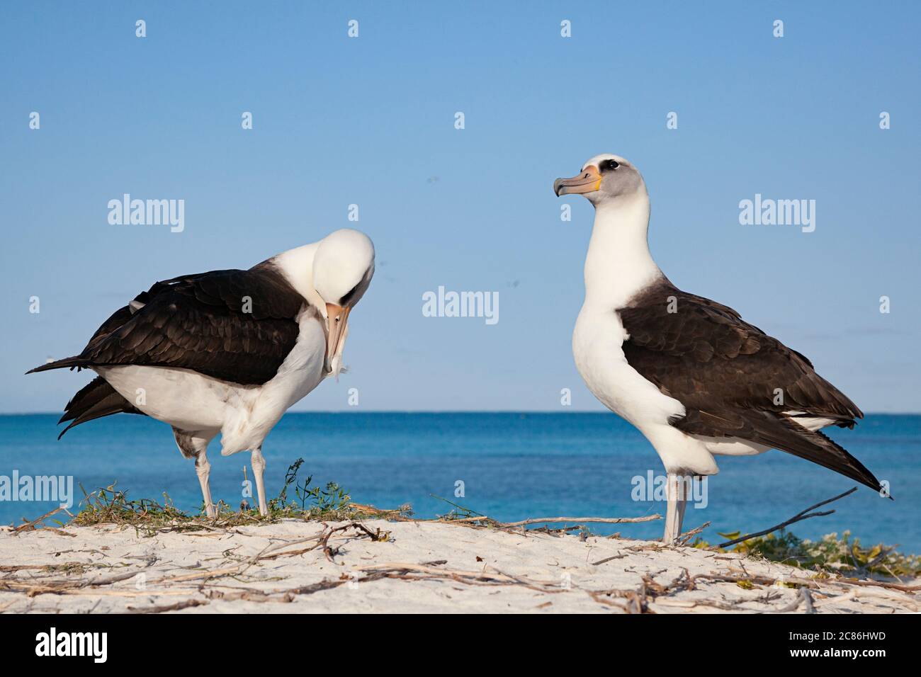 Laysan albatross, Phoebastria immutabilis, preening durante el baile de cortejo, Sand Island, Midway Atoll, Midway National Wildlife Refuge, Papahanaumokua Foto de stock