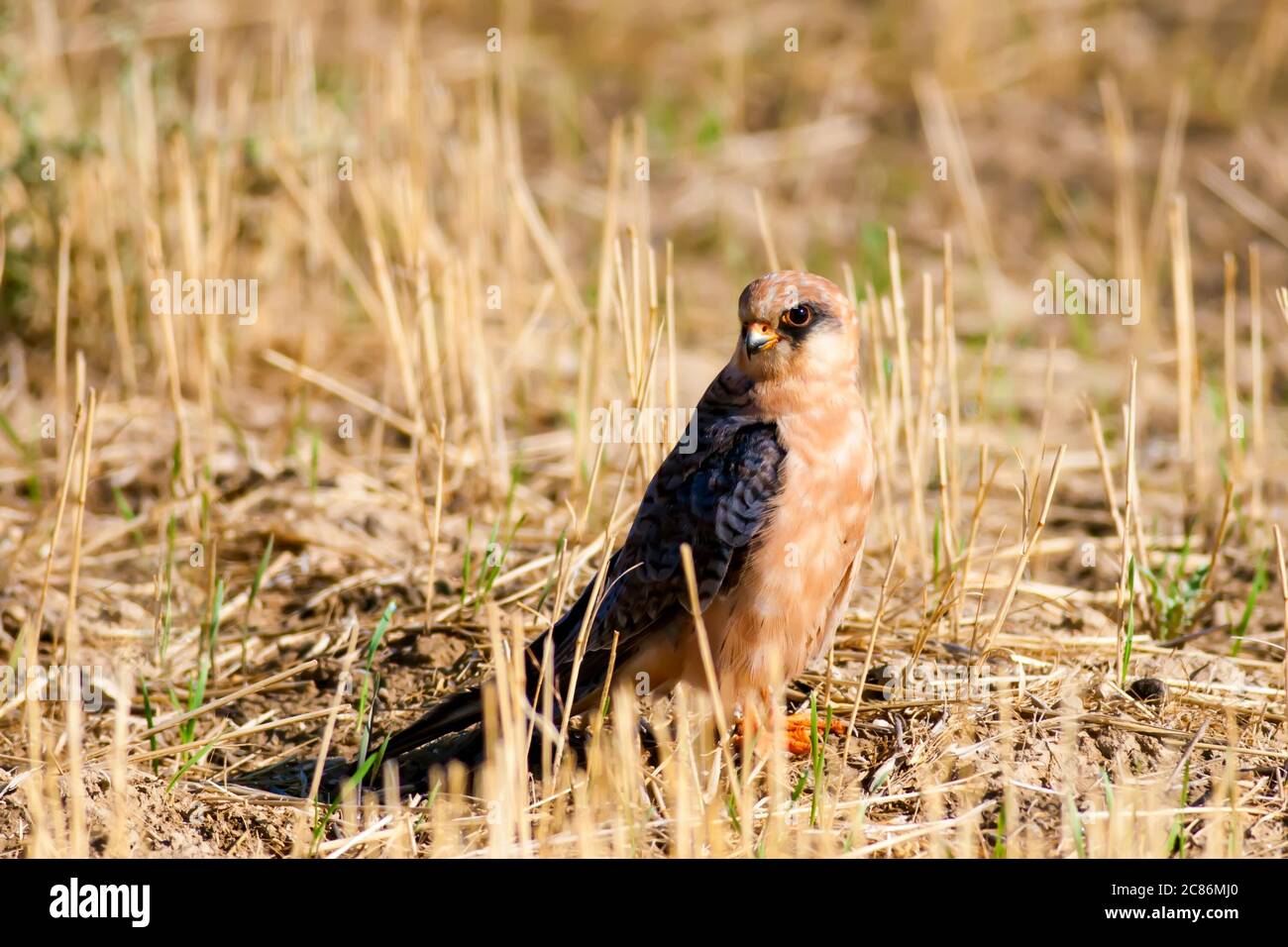 Falcon. Halcón de patas rojas. Falco vespertinentes. Naturaleza de fondo. Foto de stock