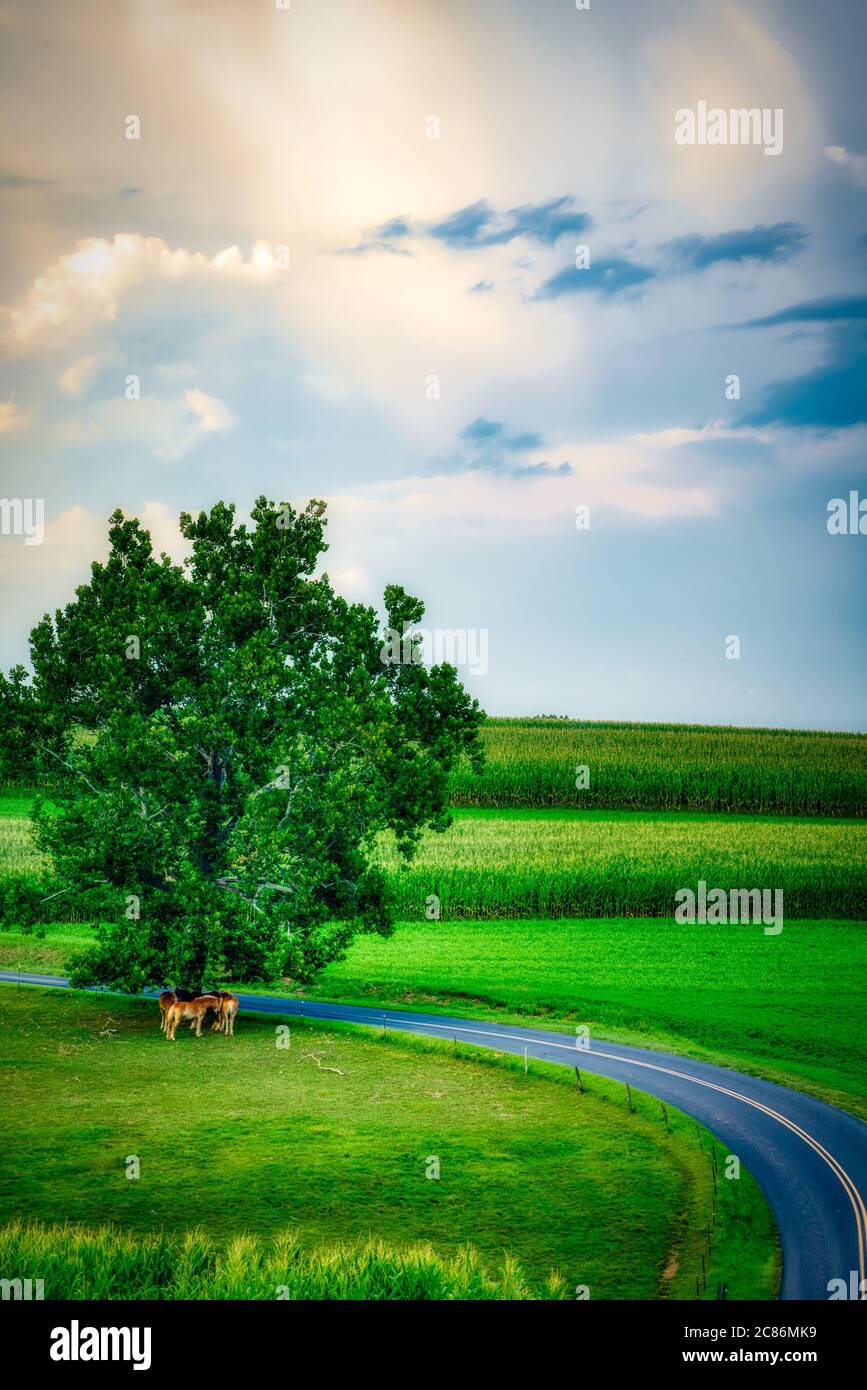 Carretera curva a través de tierras de cultivo/. Los caballos se congregan bajo el árbol. Foto de stock