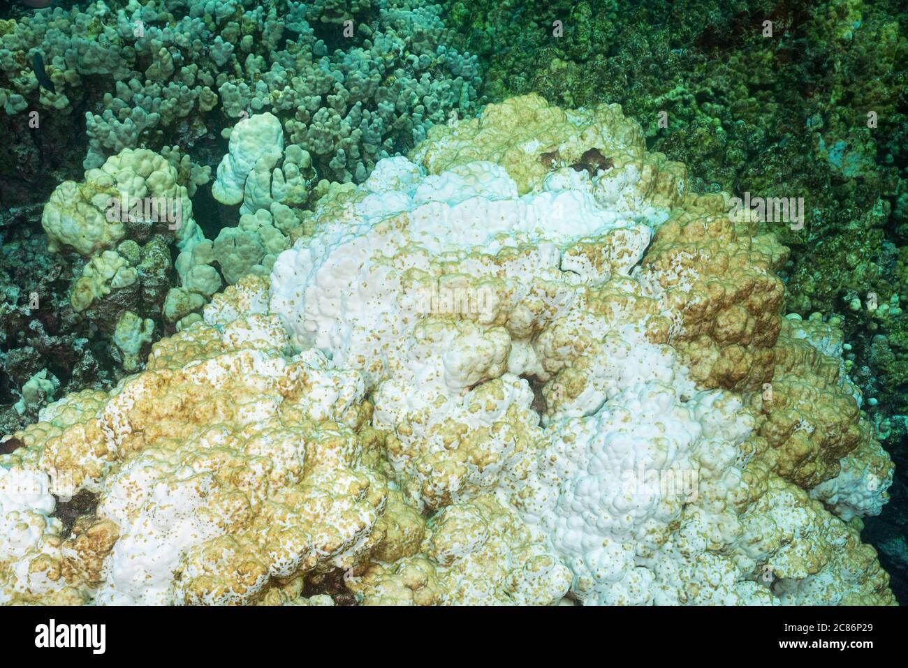 Algas incrustantes está empezando a crecer sobre una cabeza de coral lóbulos, Porites lobata, blanqueada por las temperaturas cálidas del mar durante el evento el Nino 2015, Hawai Foto de stock