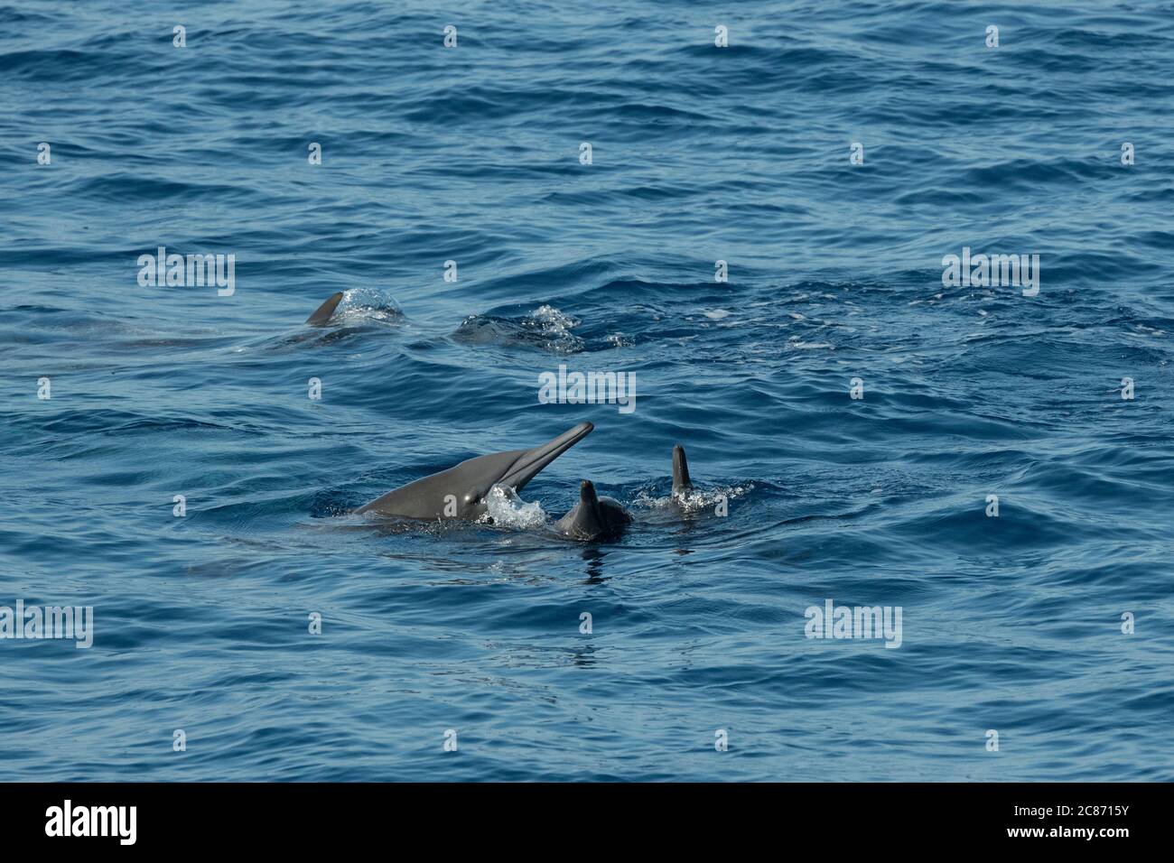 Delfines giradores orientales, Stenella longirostris orientalis, o giradores centroamericanos, Stenella longirostris centroamericana, socializando en superficie Foto de stock