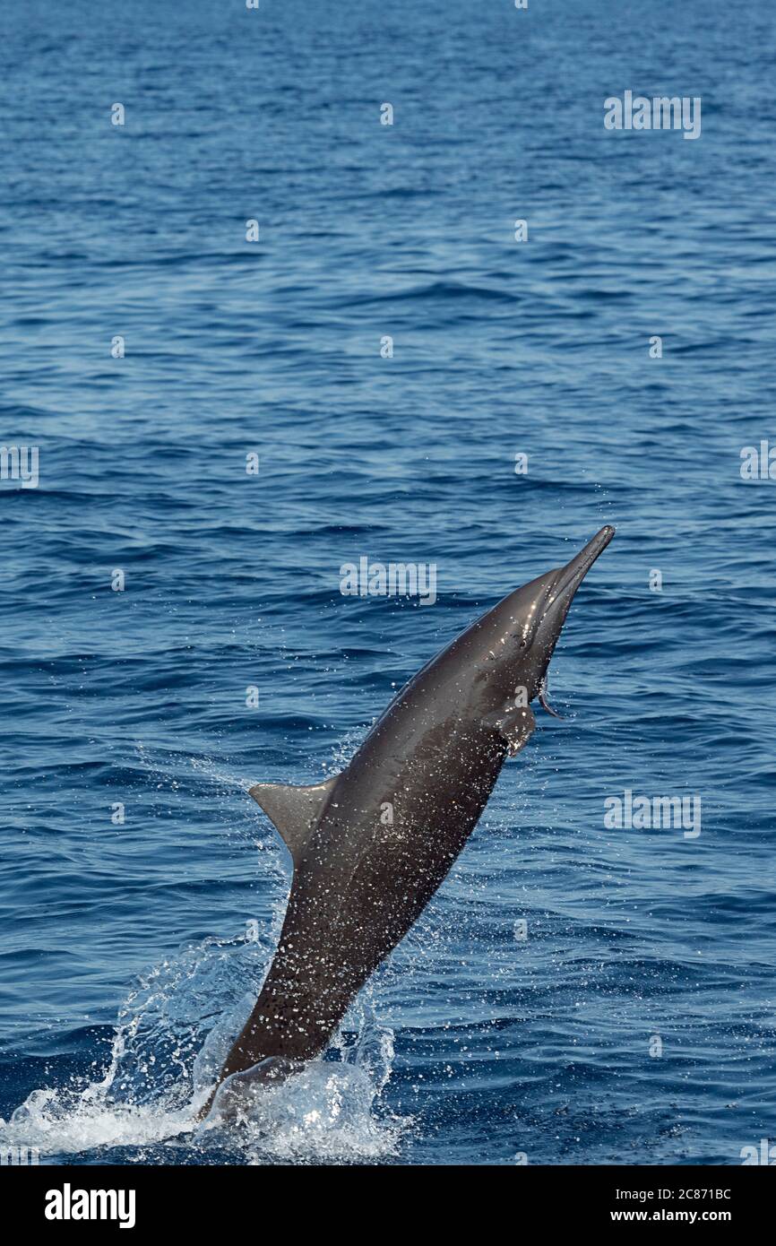 Delfín del esfinner oriental, Stenella longirostris orientalis, o esfinner centroamericano, Stenella longirostris centroamericana, saltando y girando Foto de stock